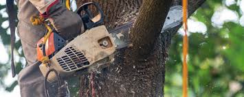 Reliable Caldwell, OH  Tree Services Solutions