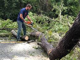 Best Hazardous Tree Removal  in Caldwell, OH