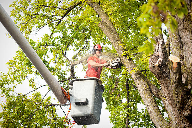 How Our Tree Care Process Works  in  Caldwell, OH